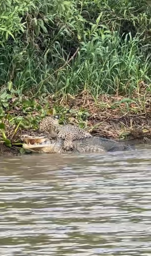 Jacaré luta pela vida em batalha mortal contra felino voraz no Pantanal