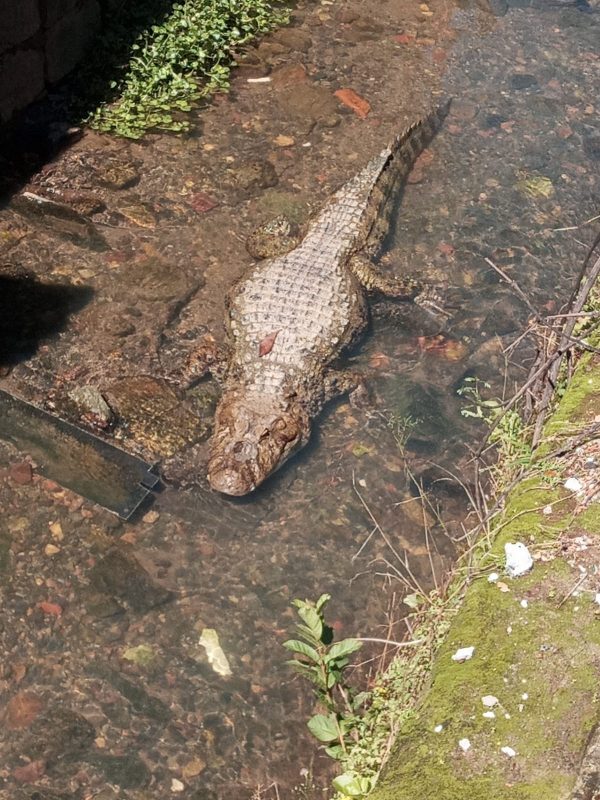 V Deo Jacar Visto Tomando Banho De Sol Em Joinville