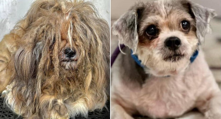 Os Mais Incr Veis Antes E Depois De Cachorros De