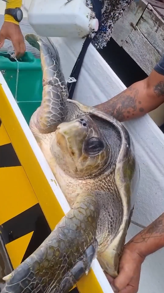 Tartaruga Amea Ada Por Rede De Pesca Resgatada Por Cano Stas Em