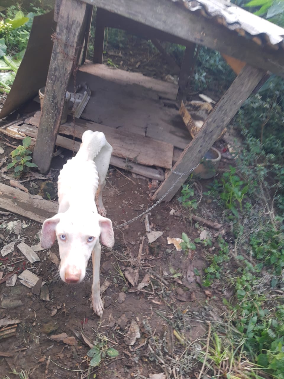 FOTOS Cachorros são encontrados em situação precária em SC