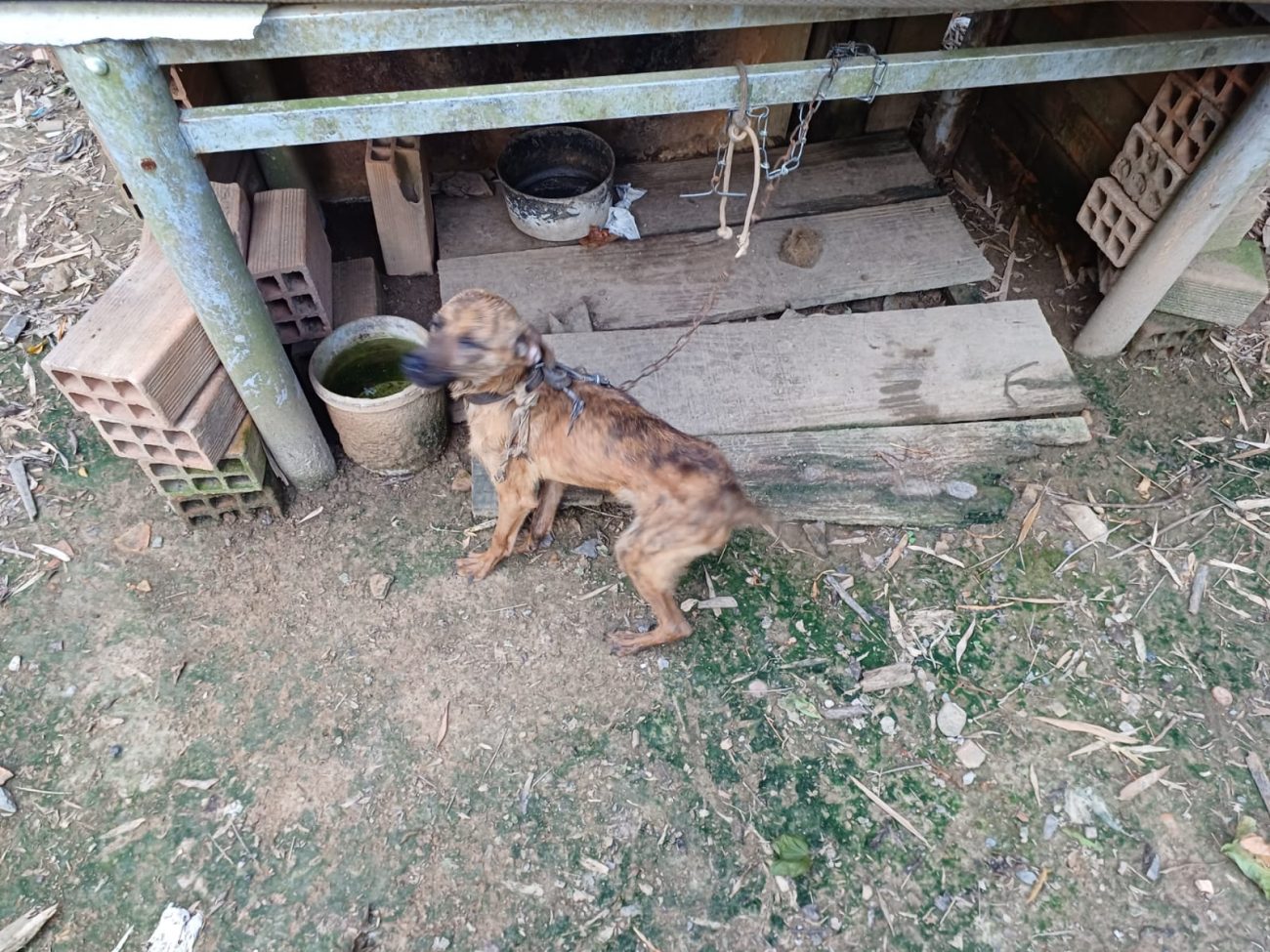 FOTOS Cachorros são encontrados em situação precária em SC