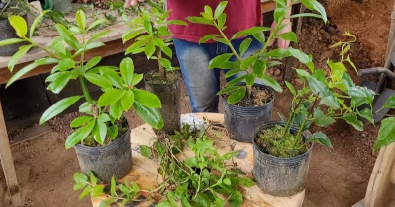 Quais S O As Plantas Mais F Ceis De Produzir Horticultor D Dicas