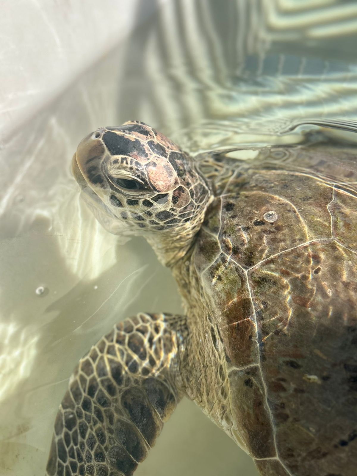 Tartaruga De Quase Kg Presa Em Rede Resgatada Em Sc