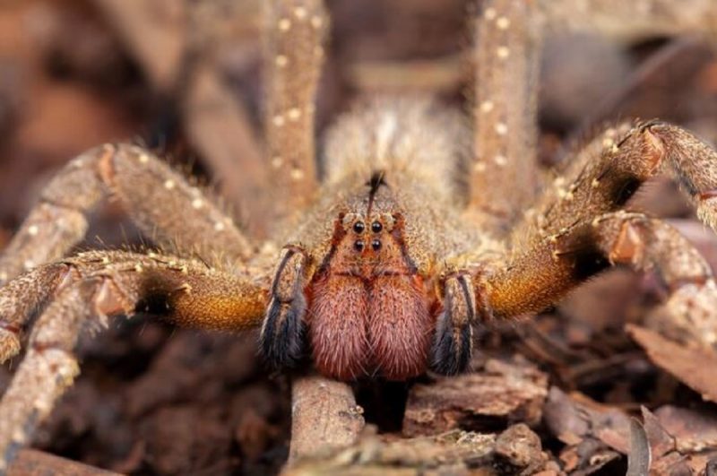 Quais S O As Aranhas Mais Perigosas E Comuns No Brasil