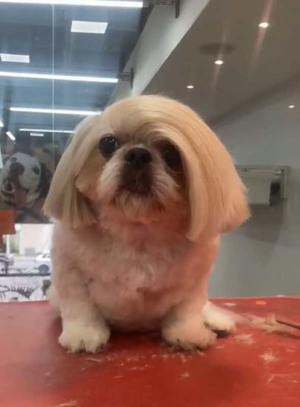 Shih Tzu Surpreende Novo Penteado E Viraliza Na Web