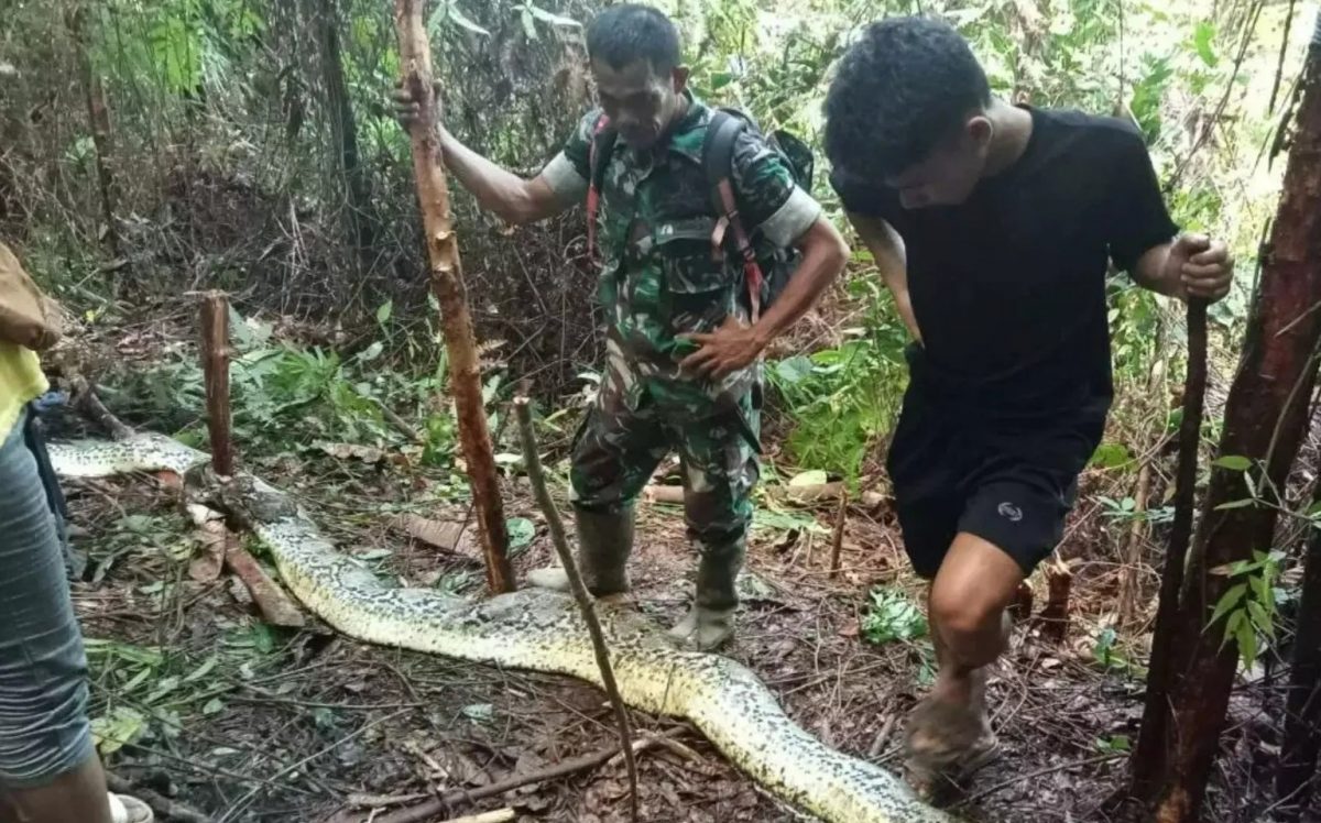 Mulher é encontrada em estômago de cobra gigante