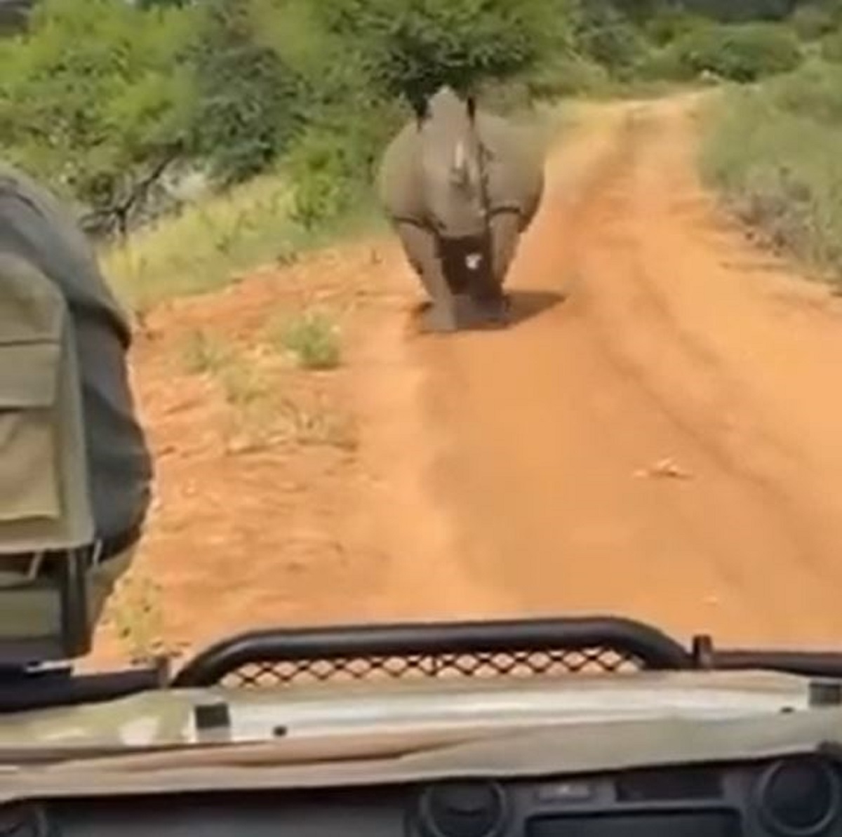 Rinoceronte corre atrás de grupo de turistas na África