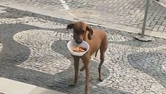 V Deo Mostra Cachorro Caramelo No Topo De Pir Mide No Egito