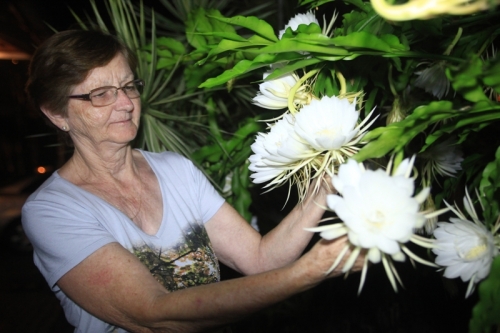 Floração peculiar da dama-da-noite revela-se em raro espetáculo para  moradora de Joinville | ND Mais