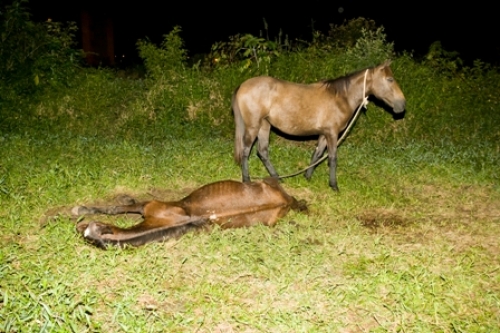 Cavalo é encontrado abandonado e ferido em sítio de SP; dona é