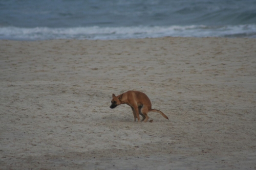Donos de animais flagrados na praia, em Barra Velha, poderão ser multados |  ND