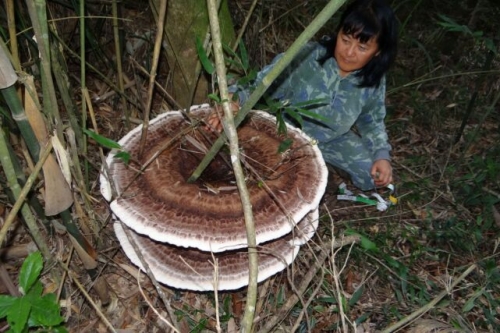 Instituto Rã-bugio para Conservação da Biodiversidade