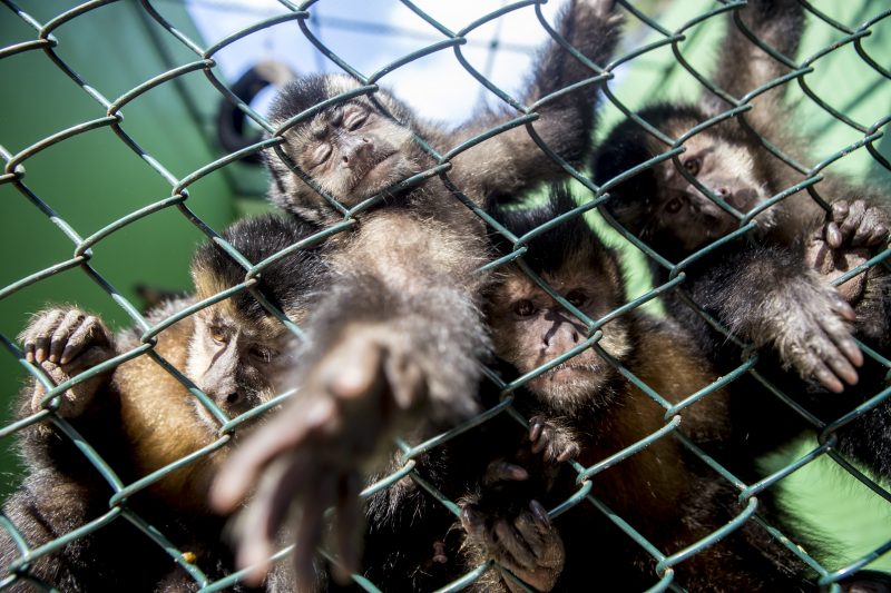 Apesar da fofura, eles são espécies invasoras e estão causando problemas, como a transmissão de raiva para humanos - Flávio Tin/ND