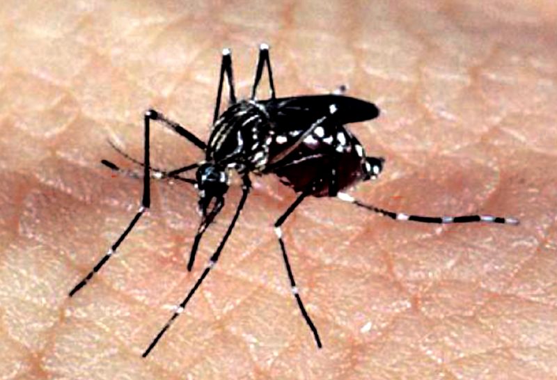 Mosquito Aedes aegypti transmite da dengue – Foto: Ag&ecirc;ncia Brasil/Arquivo/ND