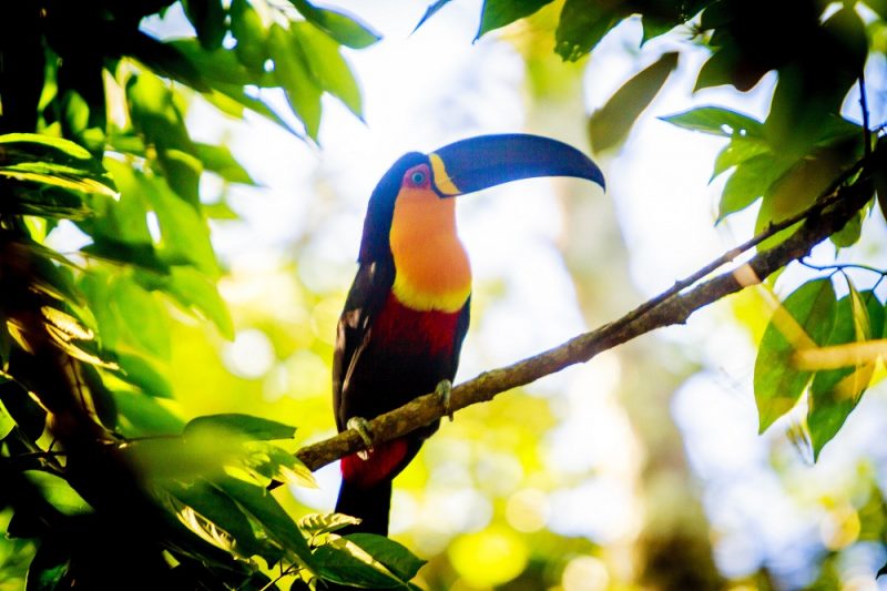 Aproveite as áreas de preservação ambiental da ilha, como o Parque Estadual do Rio Vermelho, para observar uma variedade de aves nativas em seus habitats naturais. - Flávio Tin/ND