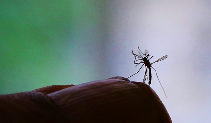 Between 2014 and 2020, the number of sufferers of Falciparum malaria increased 716-fold among the Yanomami – Photo: Fernanda Carvalho/ Public Photo/Disclosure/ND