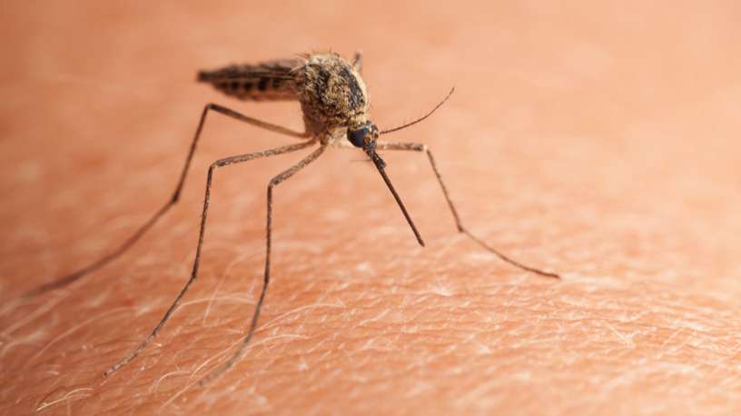 O ciclo natural ocorre entre os mosquitos e aves silvestres. Humanos e equídeos são considerados hospedeiros acidentais.