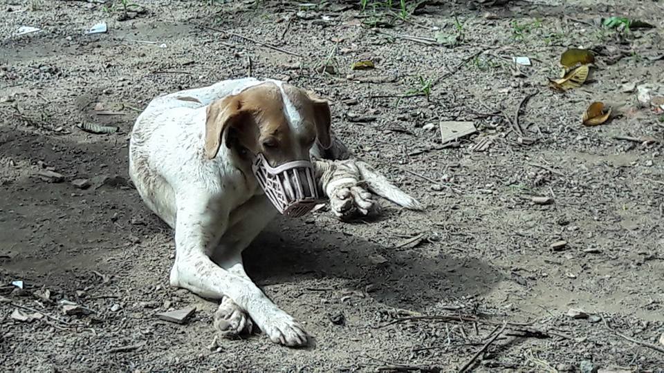 Caso de raiva em cachorro é investigado no Norte de SC