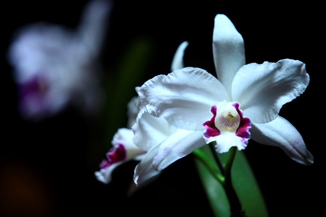 A planta de cada signo: descubra qual combina com o seu