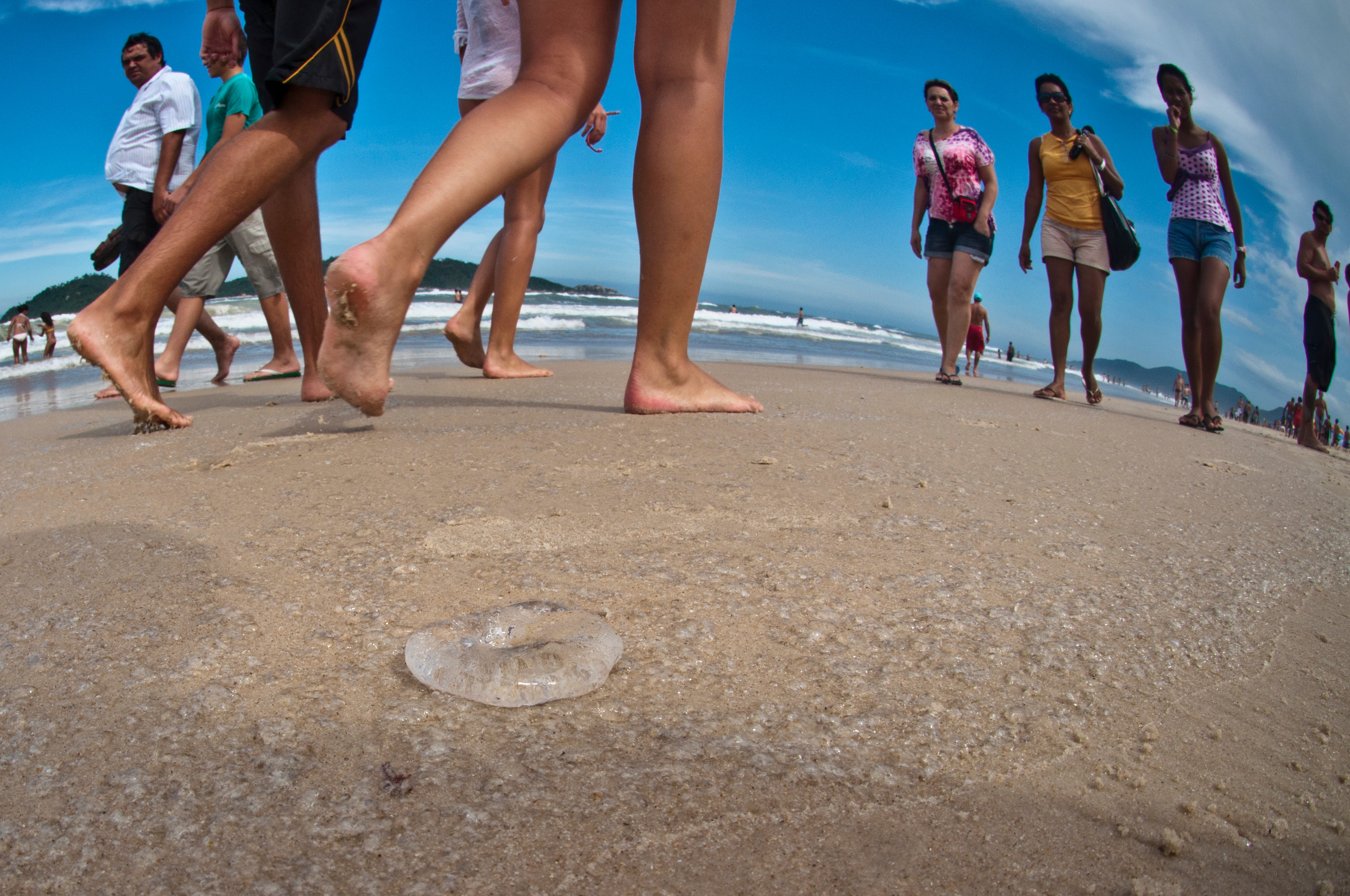 Ocorrências por águas-vivas aumentam em 244% em SC; saiba como agir em caso de ferimentos