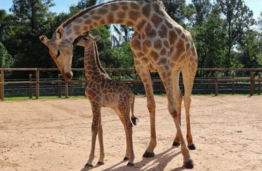 Zoológico no Dia Mundial da Girafa