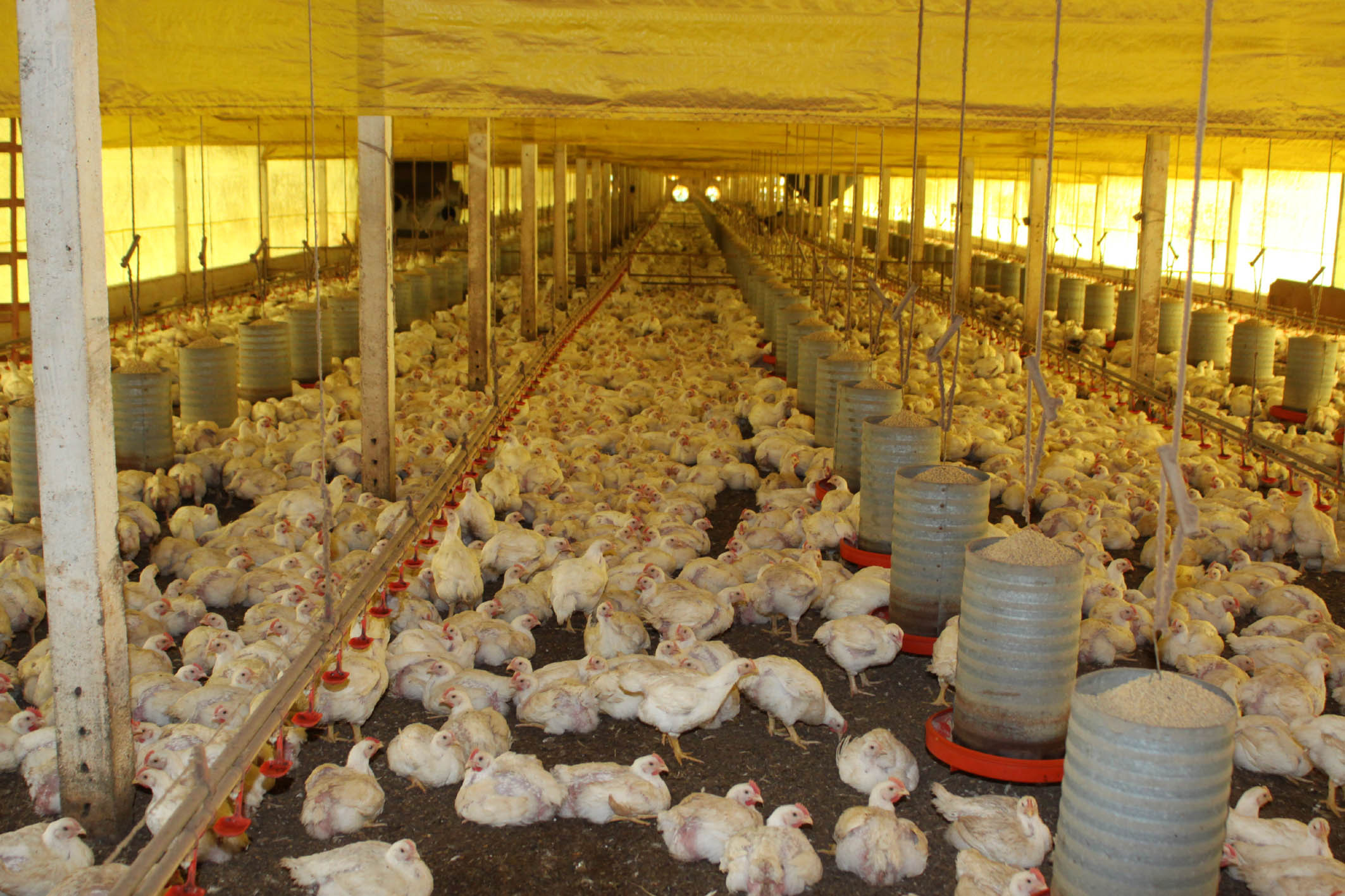 Canibalismo entre aves e suínos é um dos sinais alarmantes da crise de abastecimento