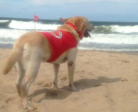 Desde filhote Ice é treinado para os salvamentos - Bombeiros/Divulgação/ND