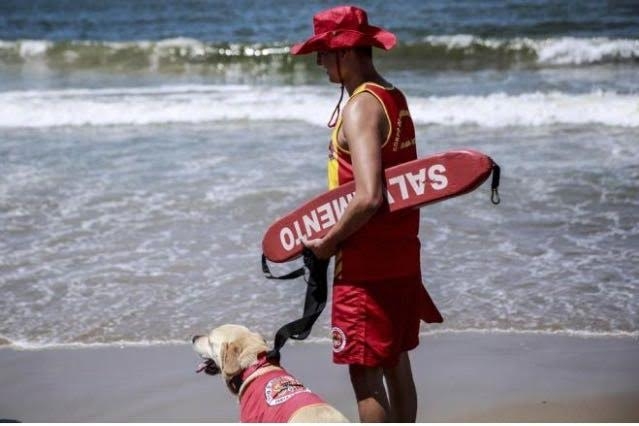Cão Ice atua nos salvamentos na praia de Cabeçudas, em Itajaí - Corpo de Bombeiros/Divulgação/ND