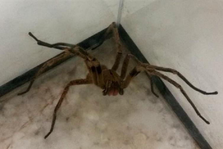 Armadeira tem esse nome pela sua posi&ccedil;&atilde;o de defesa: ela se apoia sobre as pernas traseiras e ergue as dianteiras para dar o bote – Foto: L&eacute;o Rodrigues/Ag&ecirc;ncia Brasil