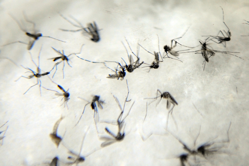 Foco do mosquito Aedes Aegypti, causador da dengue