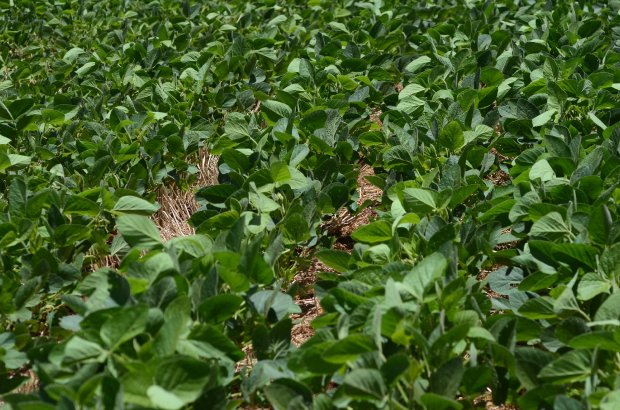 A interliga&ccedil;&atilde;o entre milho e cria&ccedil;&atilde;o de su&iacute;nos tamb&eacute;m se destaca – Foto: Governo de Santa Catarina/Divulga&ccedil;&atilde;o/ND