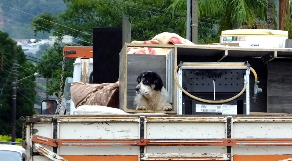Em Rio do Sul, a prefeitura está pedindo para que os moradores levem seus animais para o abrigo - Xico Stocker/Prefeitura de Rio do Sul/Divulgação/ND