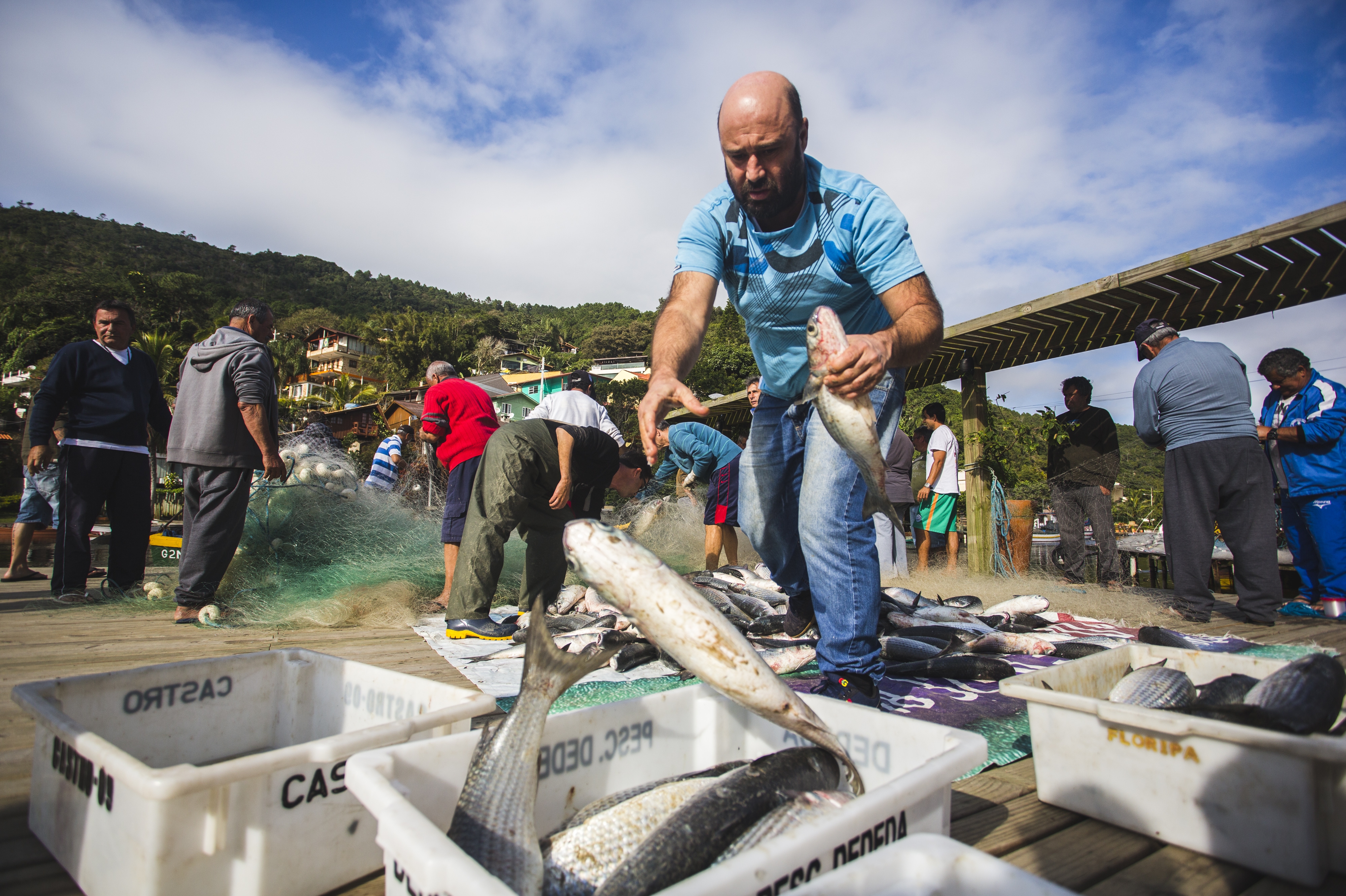 Pescadores da Barra da Lagoa estão entre os que mais tiraram tainhas do mar este ano; nesta quarta-feira, foram 800 quilos - Daniel Queiroz/ND