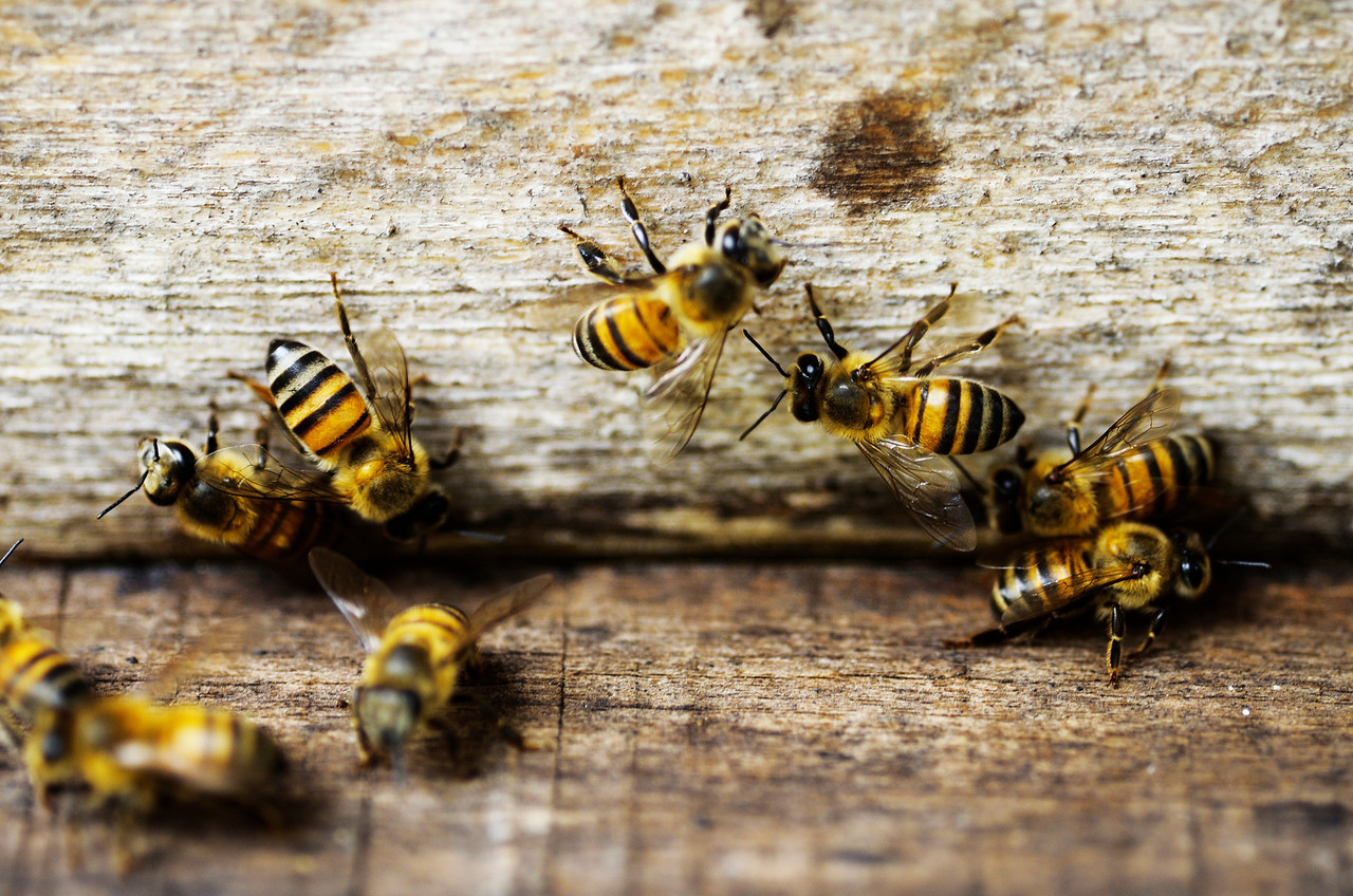 Idoso de Chapecó fica inconsciente ao ser picado por abelhas