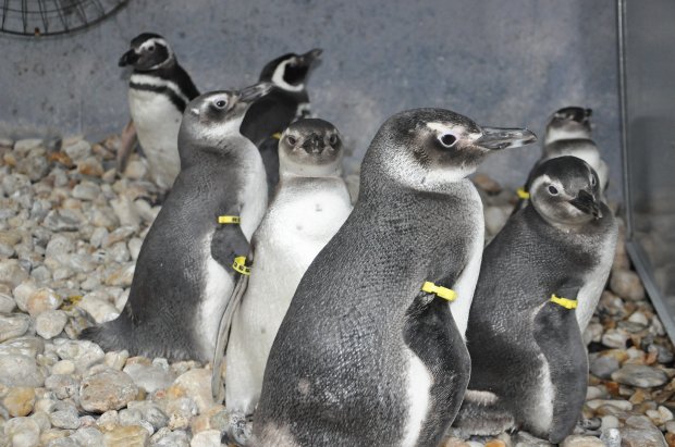 Pinguins recebem tratamento no Parque do Rio Vermelho antes de serem devolvidos à natureza