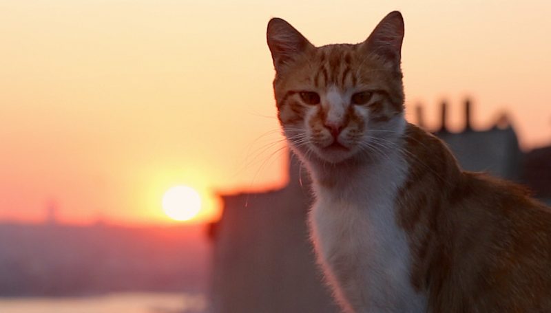 Protetora de gatos de Itapema vai receber indeniza&ccedil;&atilde;o de R$ 120 mil. – Foto: Divulga&ccedil;&atilde;o/ND