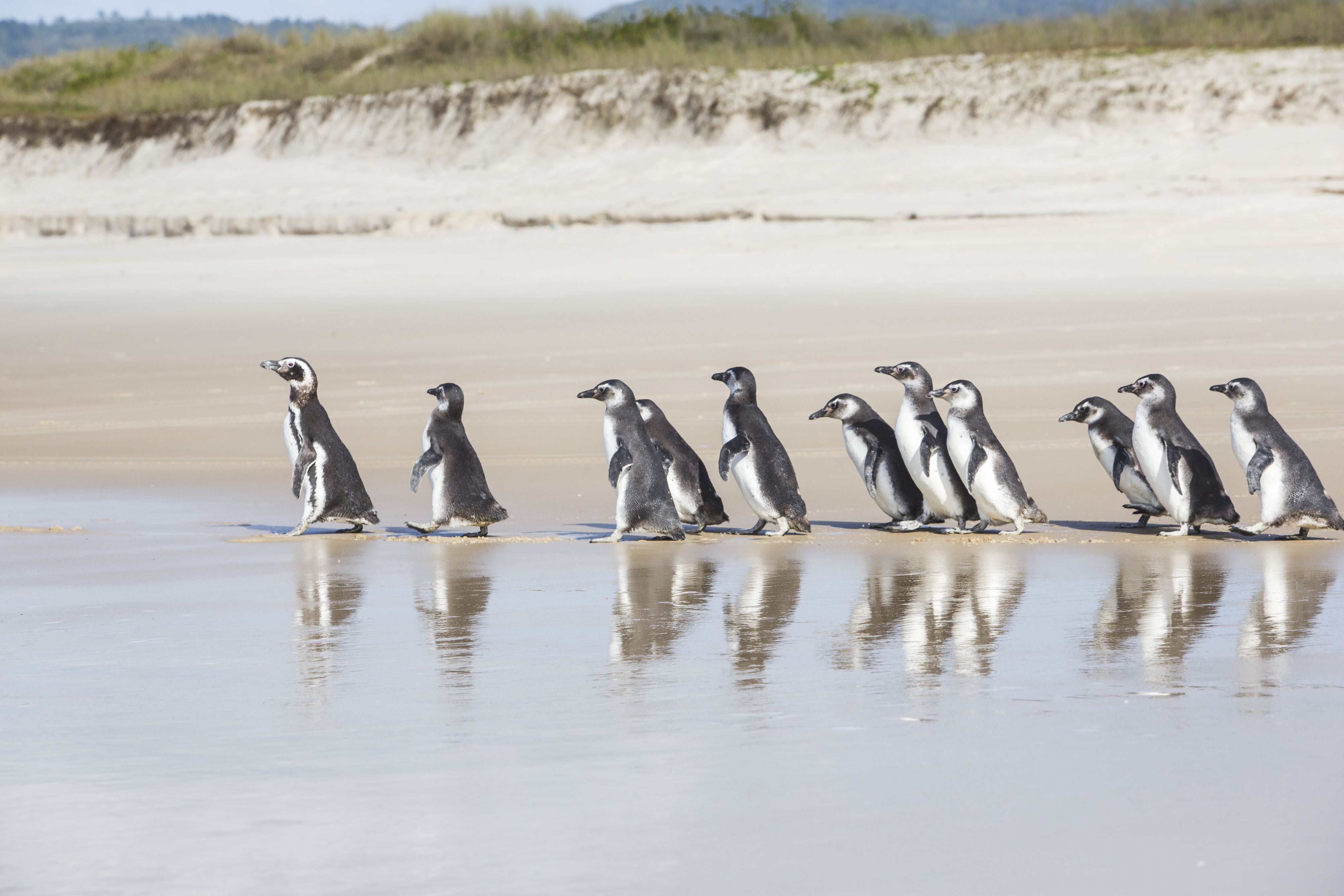 Centro de Triagem de Animais Silvestres pode trocar Florianópolis por São José