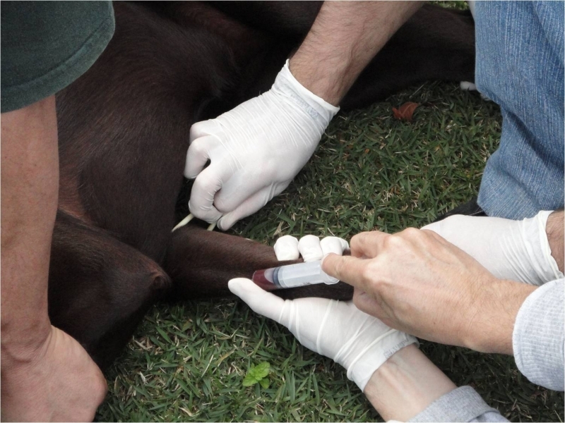 17 perguntas e respostas sobre a leishmaniose visceral, doença que afeta cães e humanos
