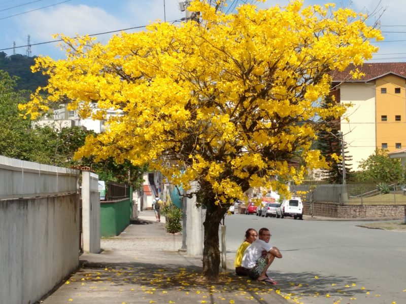 Ipê-amarelo (Tabebuia chrysoticha). Jânio Quadros declarou o ipê-amarelo a for nacional. Desde então, é a flor símbolo de nosso país e muito abundante em Joinville. É usada no paisagismo, enfeita e alegra a cidade na época de florada. Fruto não-comestível. – Foto: Luiz Veríssimo/Divulgação ND
