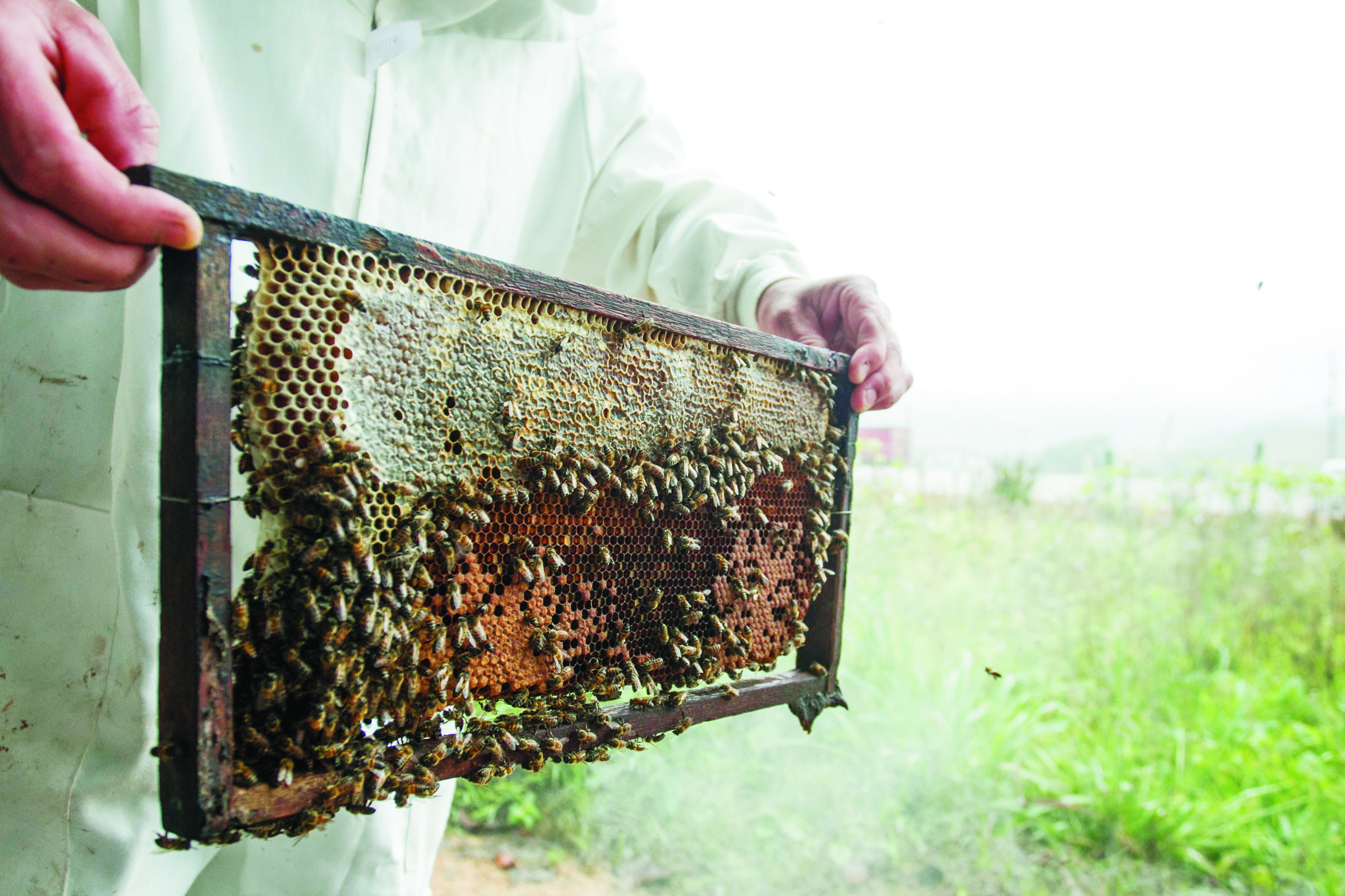 Santa Catarina est&aacute; entre os cinco maiores produtores de mel do Brasil – Foto: Marco Santiago/ND