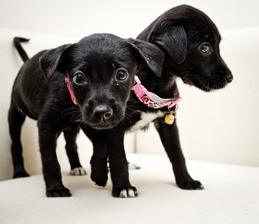 Cães se desesperam com fogos, têm reações inesperadas e se machucam