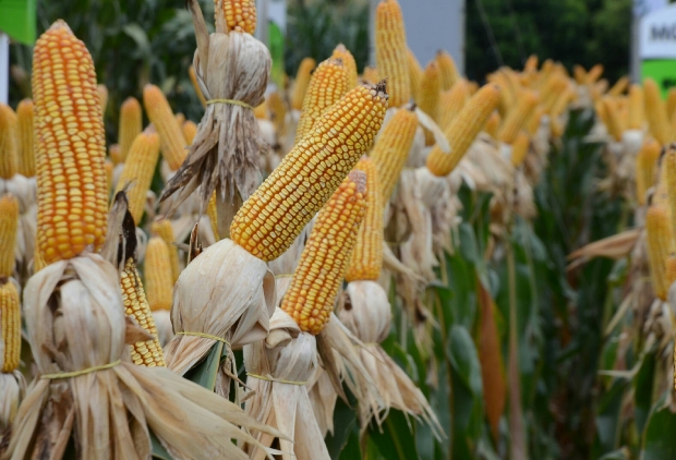 Governo edita MP para zerar PIS/Cofins na importação de milho