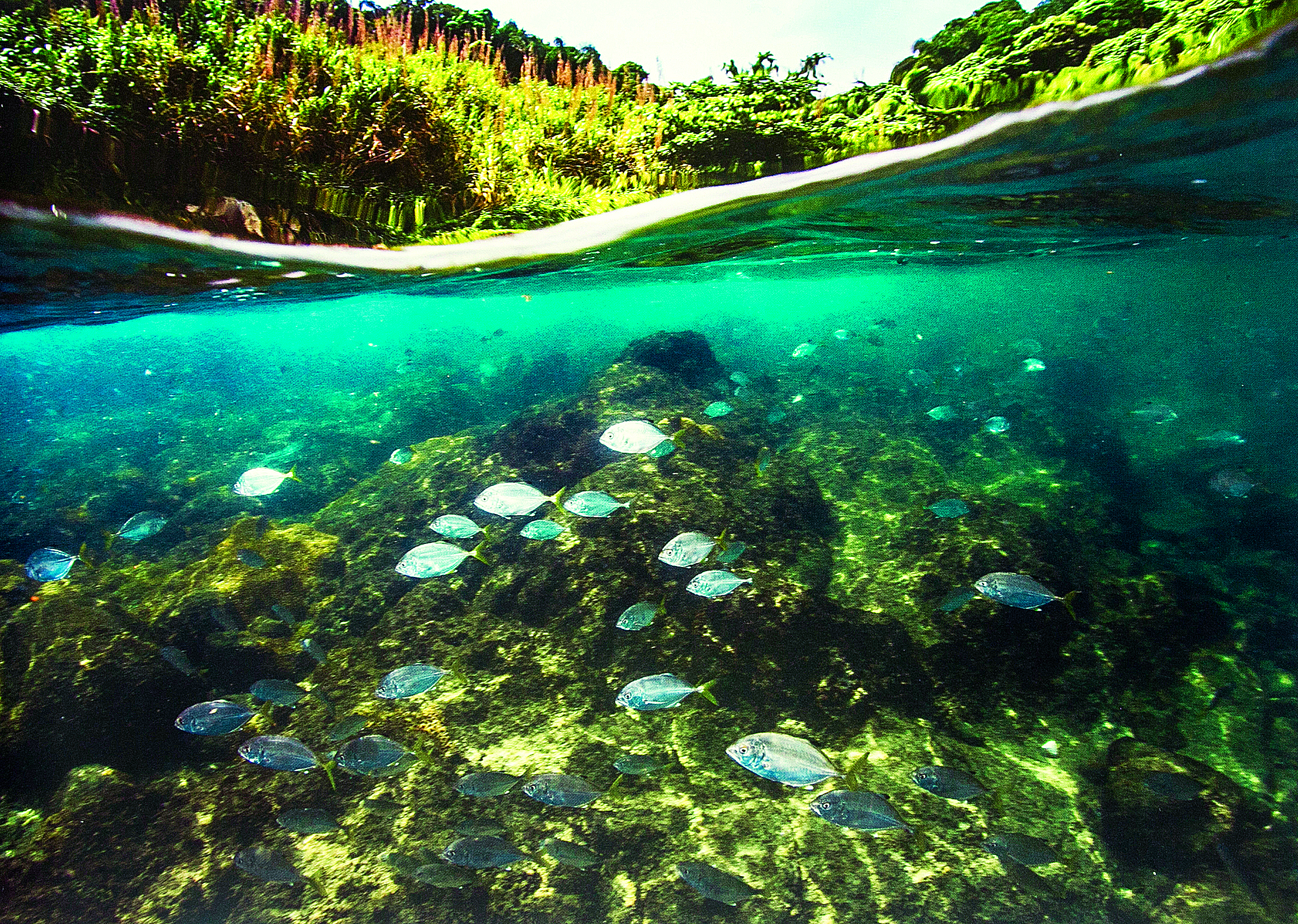 Mudança na Reserva do Arvoredo preocupa pesquisadores da UFSC