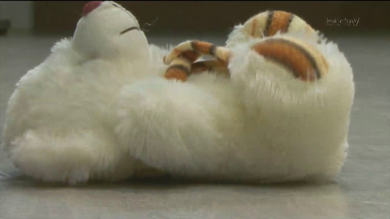 Prefeito de São José debate combate à violência contra criança e adolescente