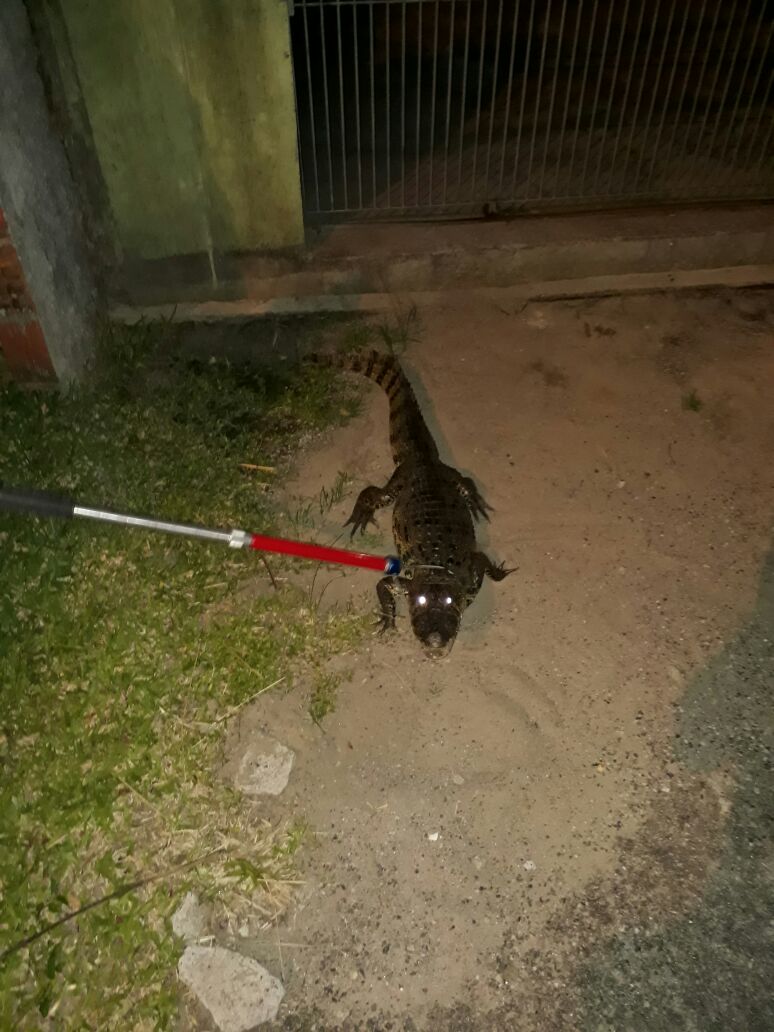 Jacaré do papo amarelo é retirado da frente de casa em Canasvieiras, no Norte da Ilha