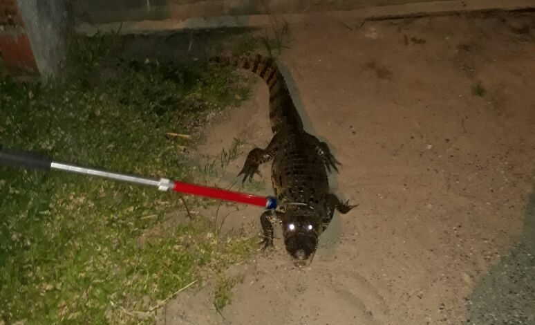 Animal tinha quase dois metros de comprimento - PMA/Divulga&ccedil;&atilde;o/ND