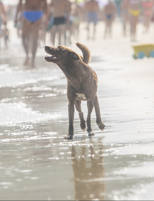 Circulação de cães em praias de Florianópolis é proibida desde 2001 - Flávio Tin, ND