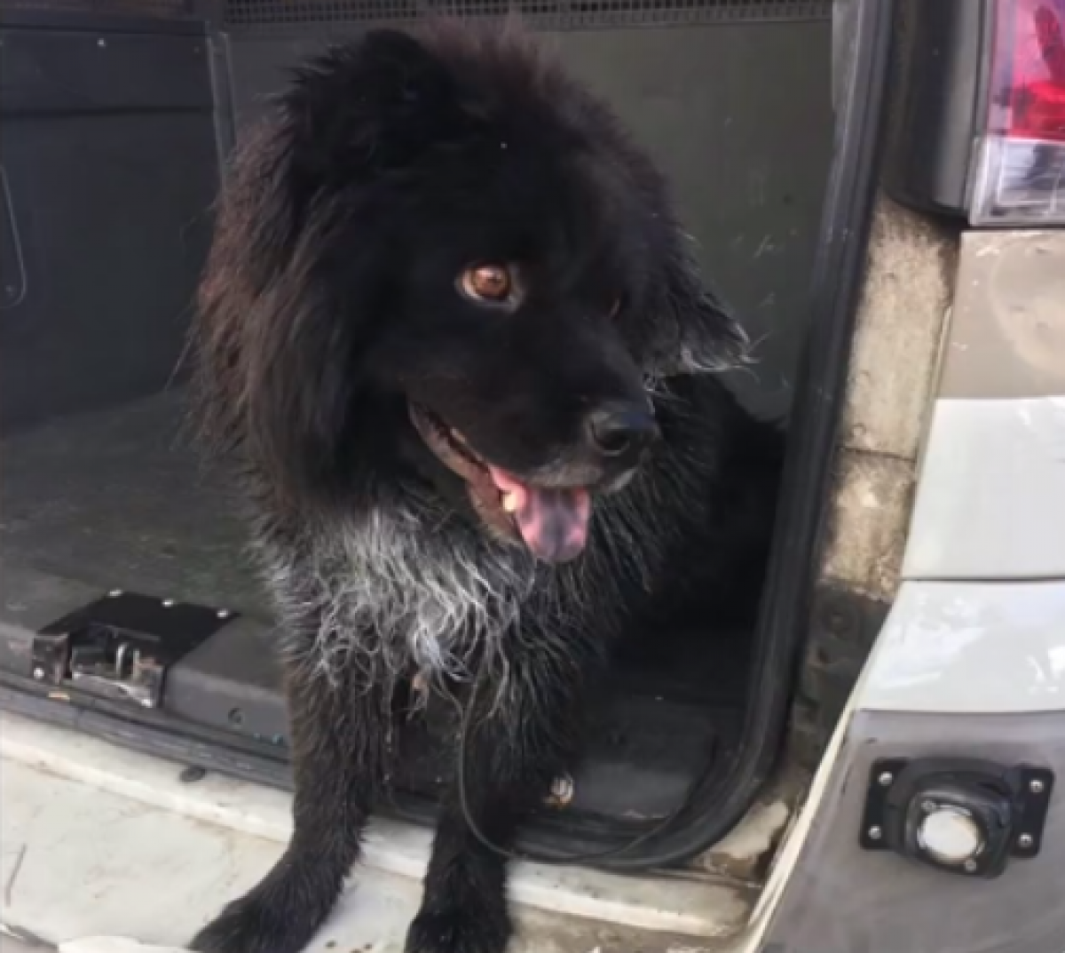 Campanha pede doações para cachorro abandonado após ser preso no mato em Florianópolis