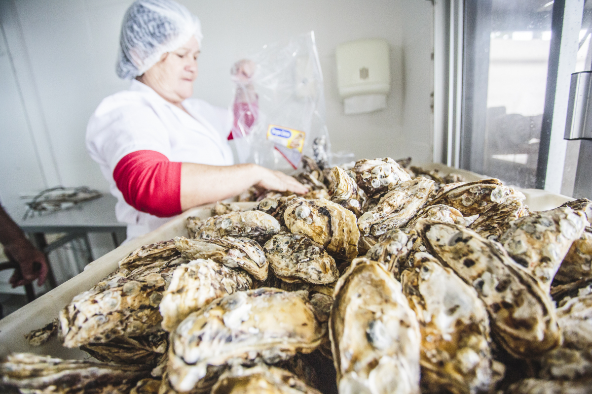 Após interdição, comercialização de ostras volta a ser permitida em região de São José